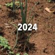BEST : Bioéconomie et systèmes de petite échelle de collecte, traitements et valorisation agronomique des biodéchets urbains en Guadeloupe © INRAE